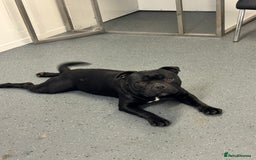 Staffordshire Bull Terrier dogs for sale: Black to blue health tested Staffords - Image 14