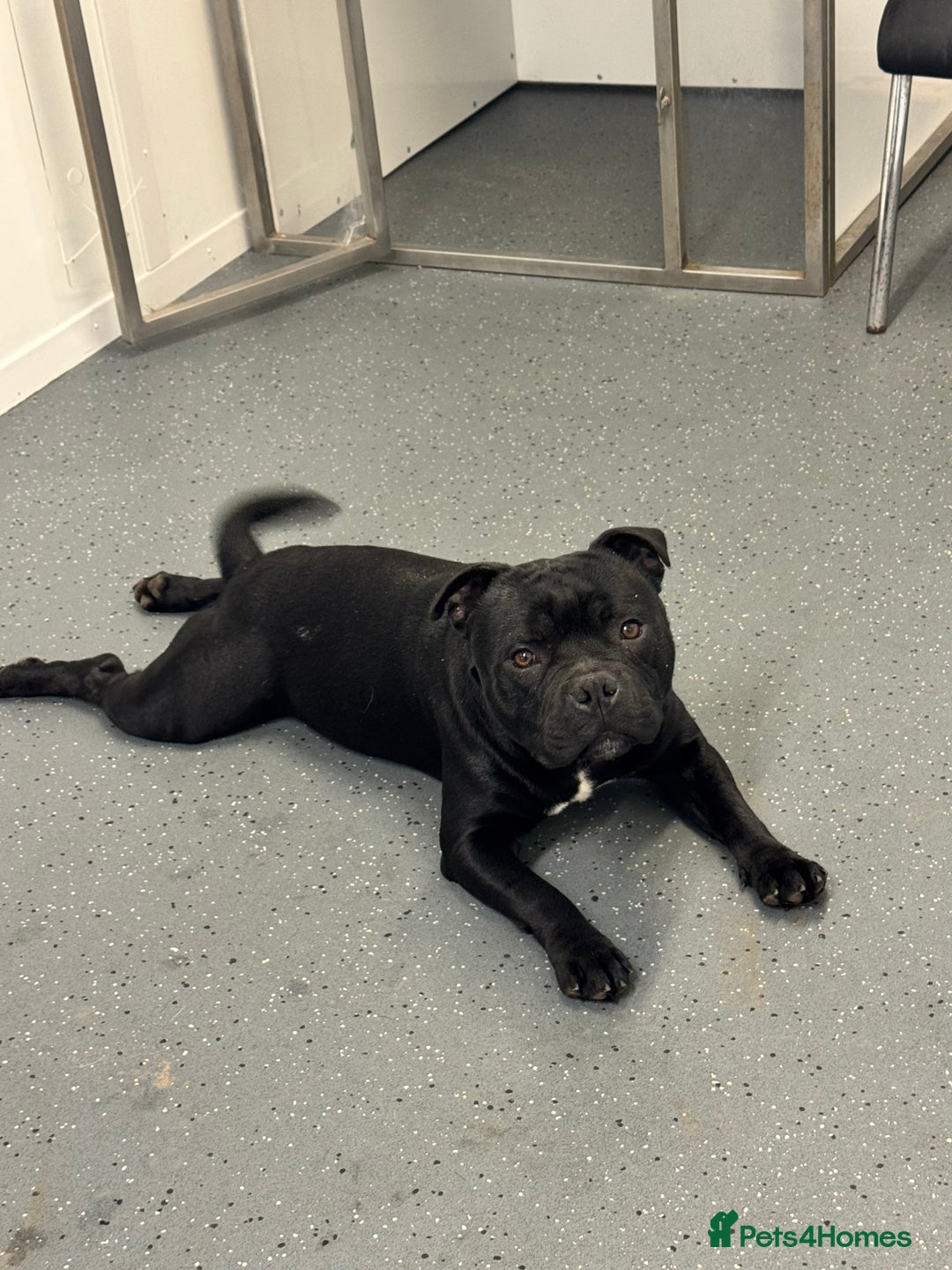 Staffordshire Bull Terrier dogs for sale: Black to blue health tested Staffords - Image 14