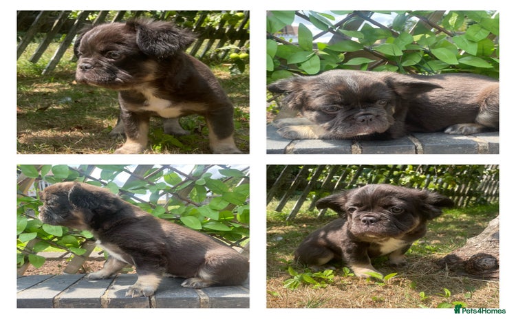 French Bulldog dogs in Nottingham - Advert 3