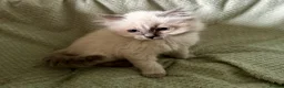 Ragdoll cats for sale: Beautiful pure ragdolls  - Advert 9