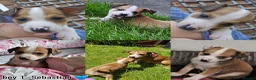 Mixed Breed dogs for sale: Mixed Puppies Looking for Their Forever Homes! - Advert 4