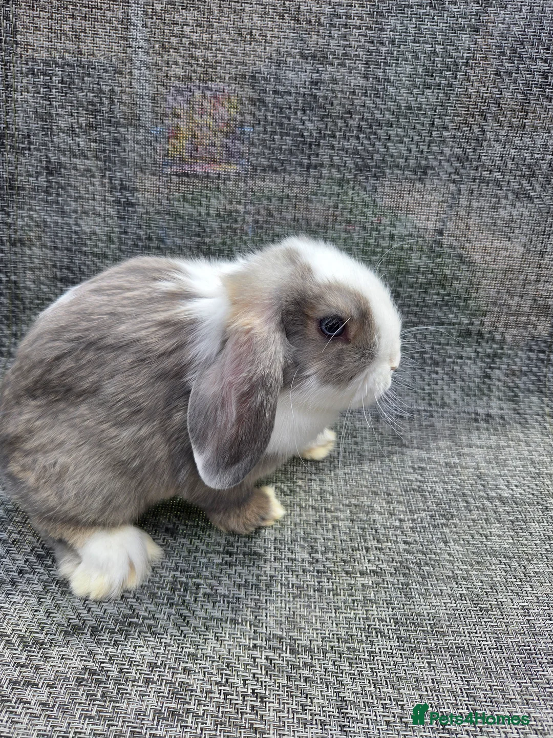 Mini Lop rabbits for sale:  mini lops for sale - Advert 2