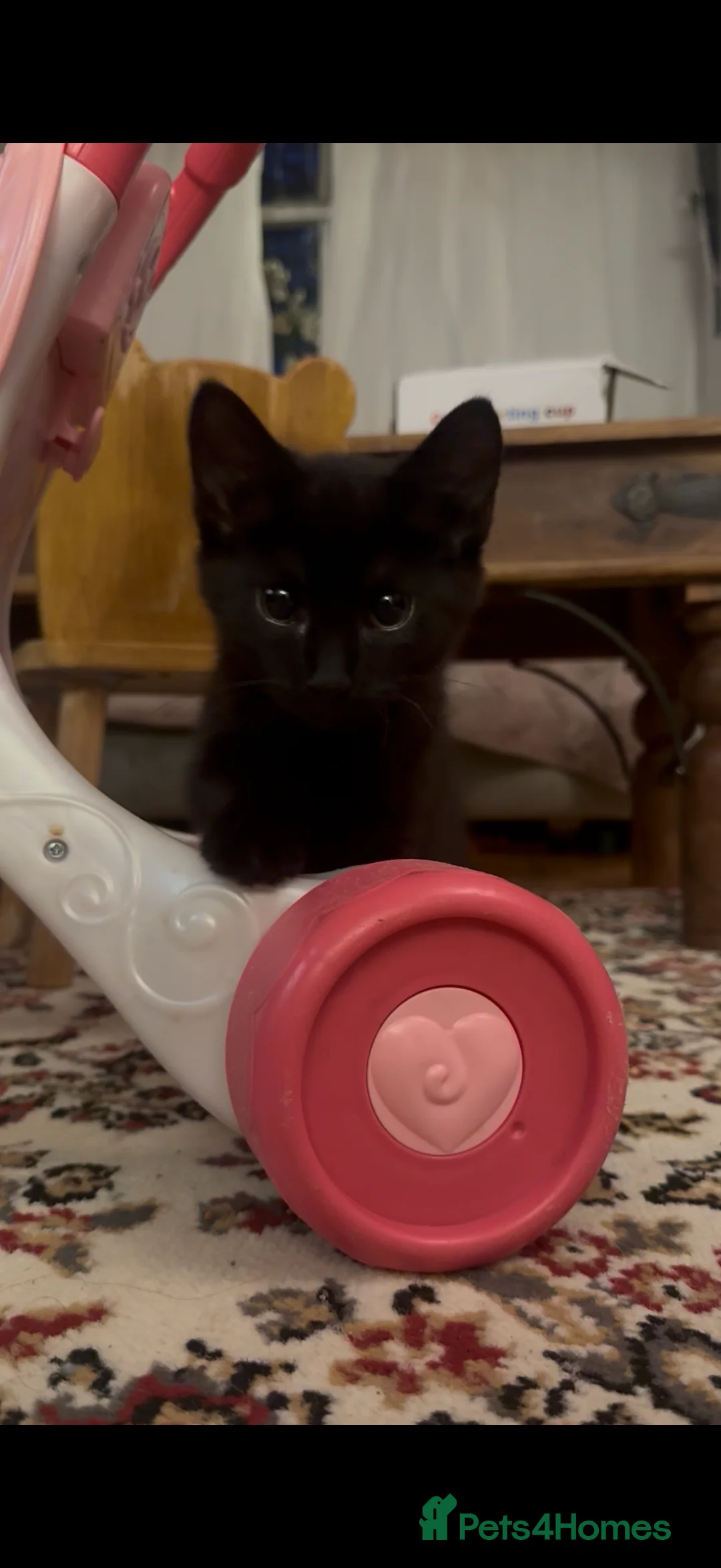 Mixed Breed cats for sale: black female - Advert 1