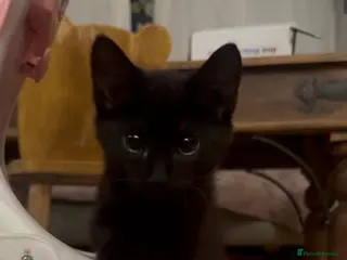 Mixed Breed cats black female - Advert 9