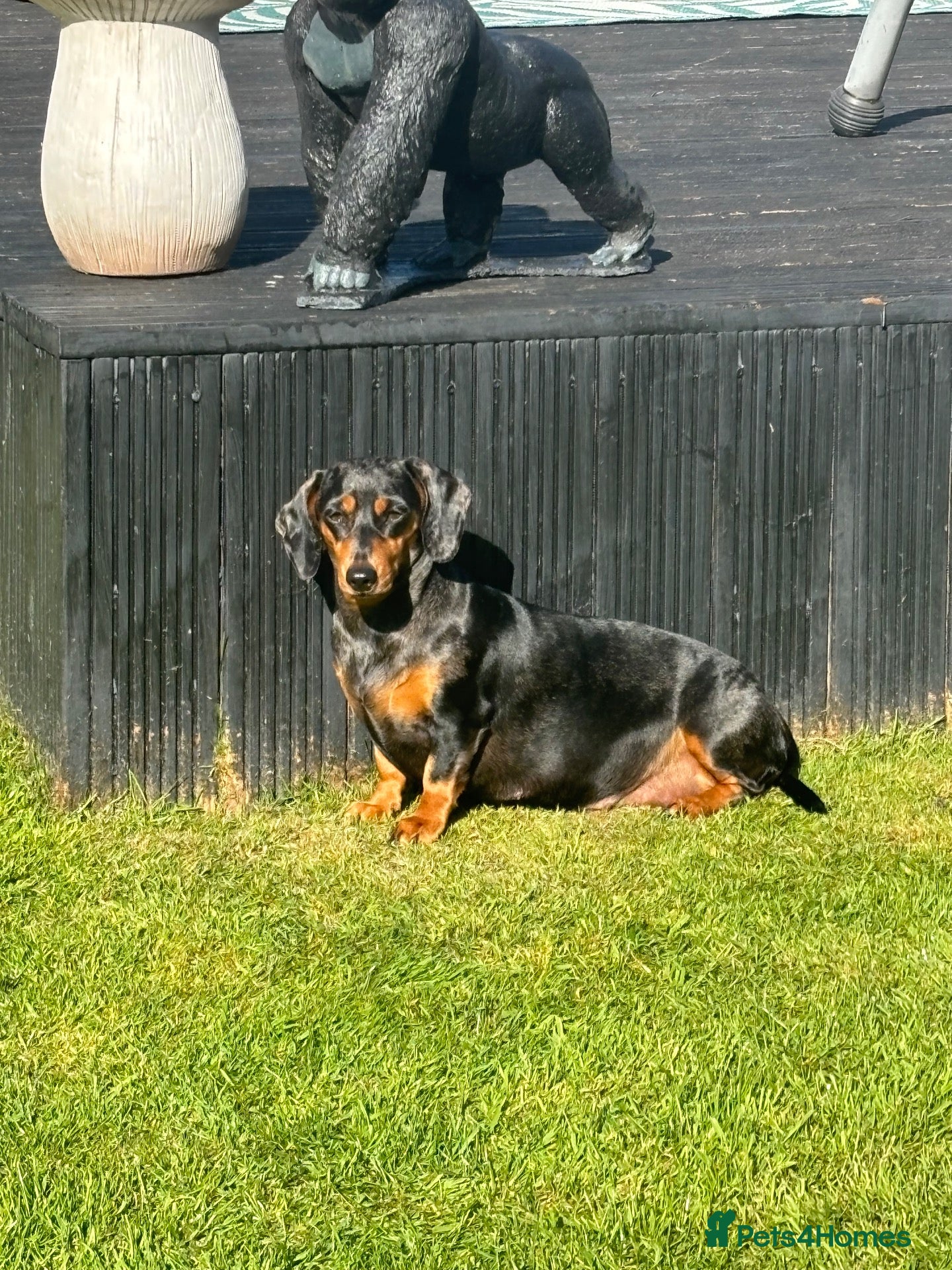 Miniature Dachshund dogs Miniature dachshund  - Advert 2