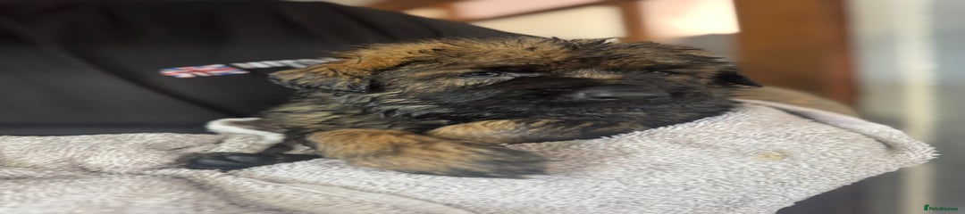 Red white and blue collar