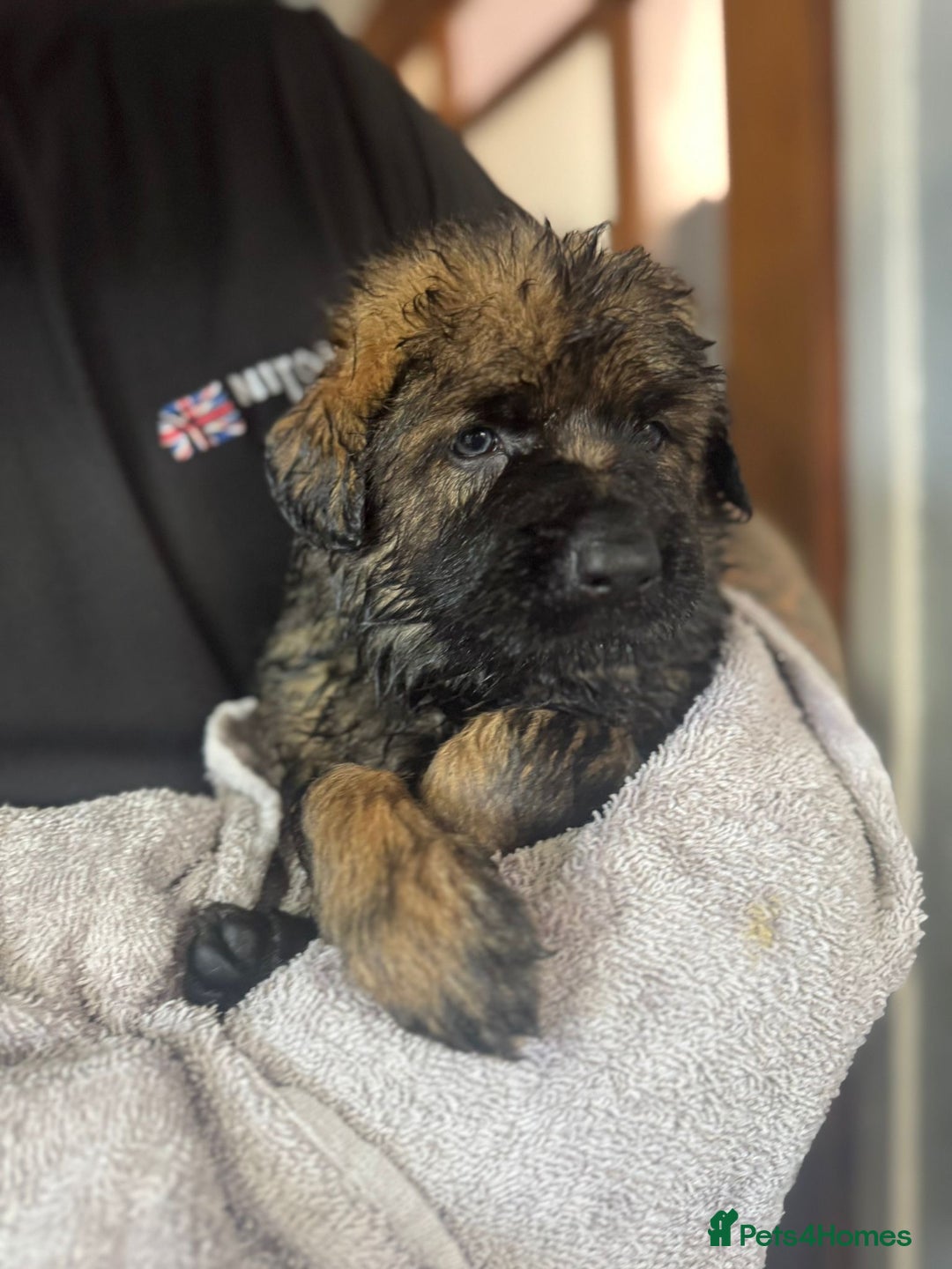 German Shepherd dogs for sale: Beautiful chunky German shepherd puppies - Image 6
