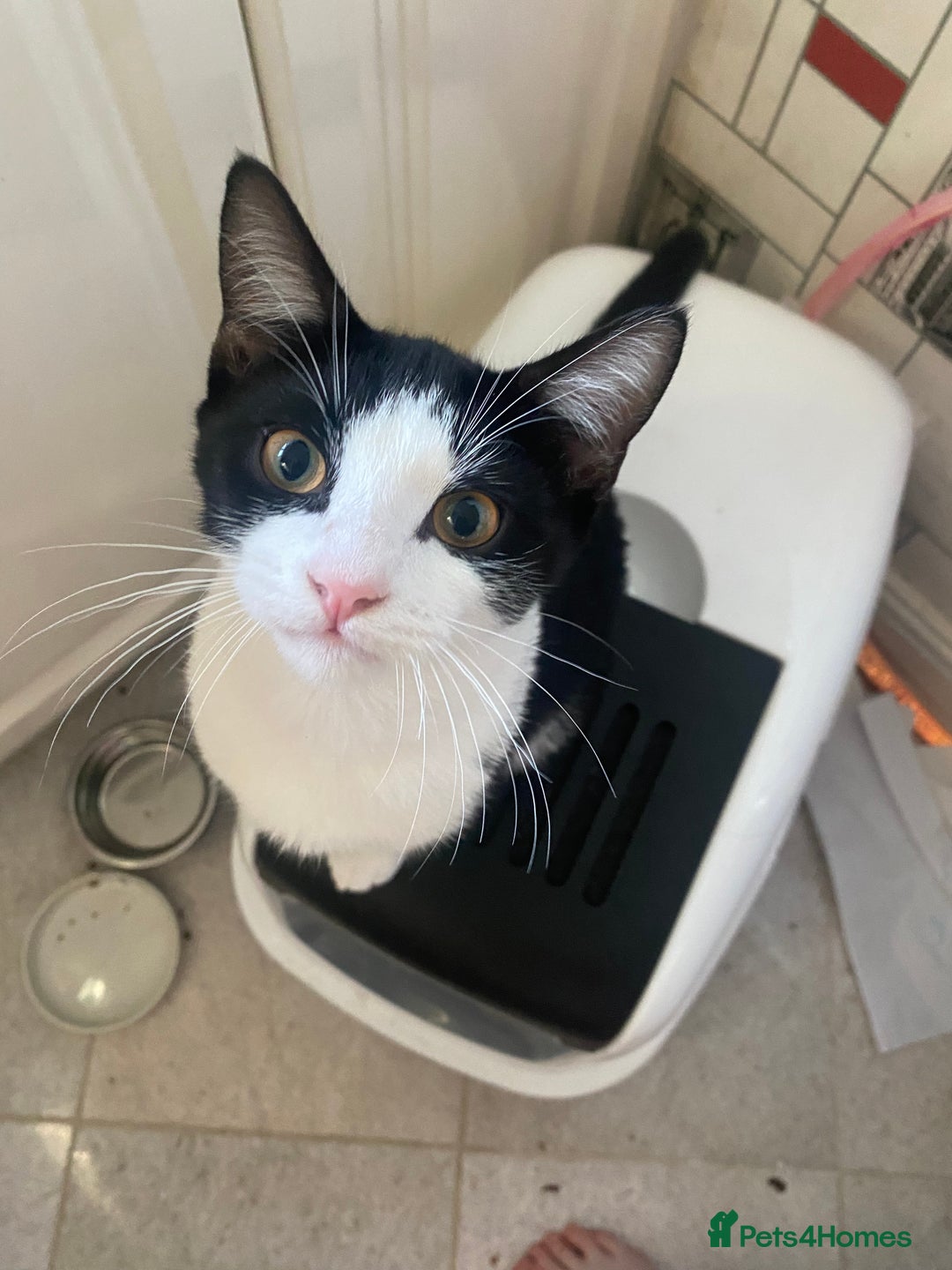 Mixed Breed cats for sale: 2 bonded males needs a home asap - Image 22