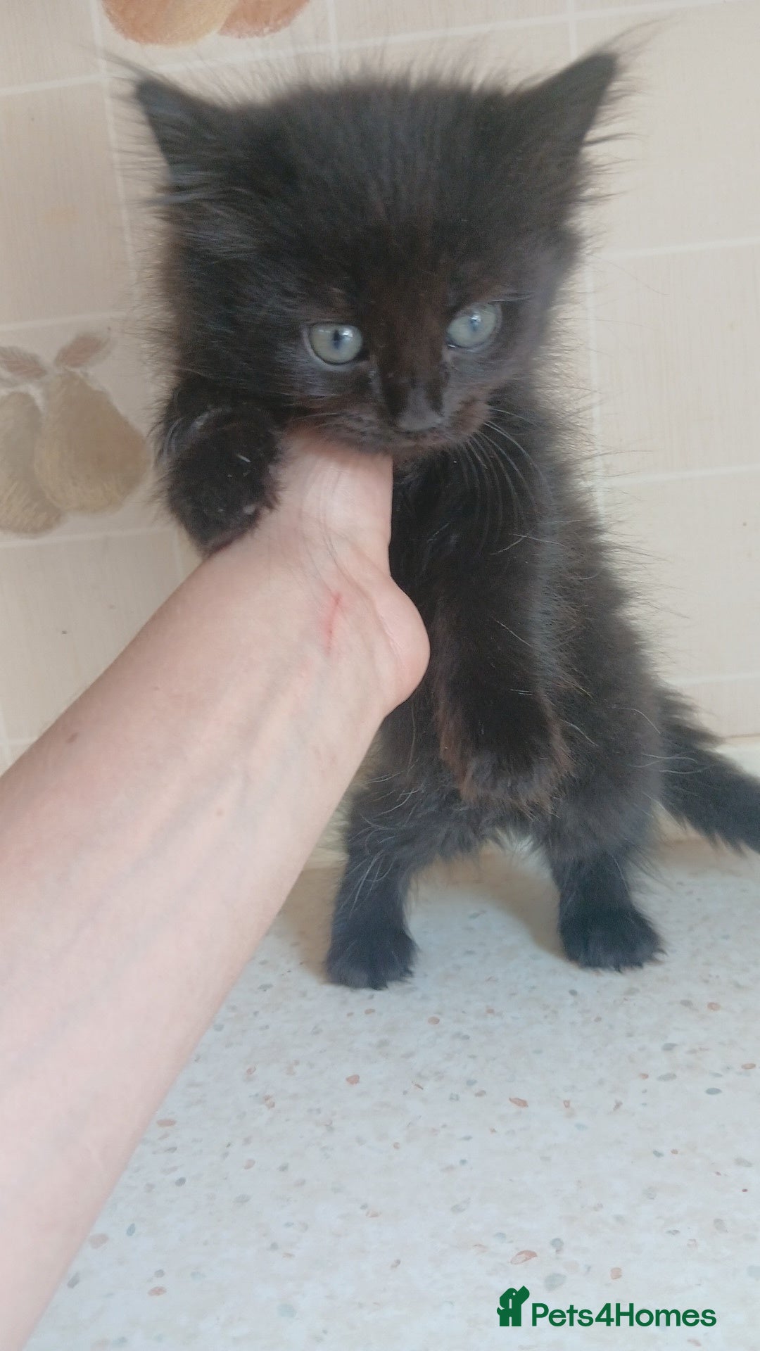 British Shorthair cats READY TO LEAVE NOW  - Advert 1