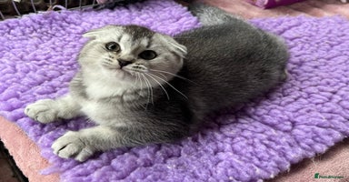 Scottish Fold cats - Advert 4
