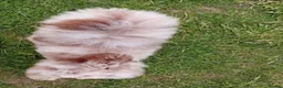 Toy Poodle dogs for sale: Fab opportunity toy poodle 1yr 5* phantom  - Advert 8