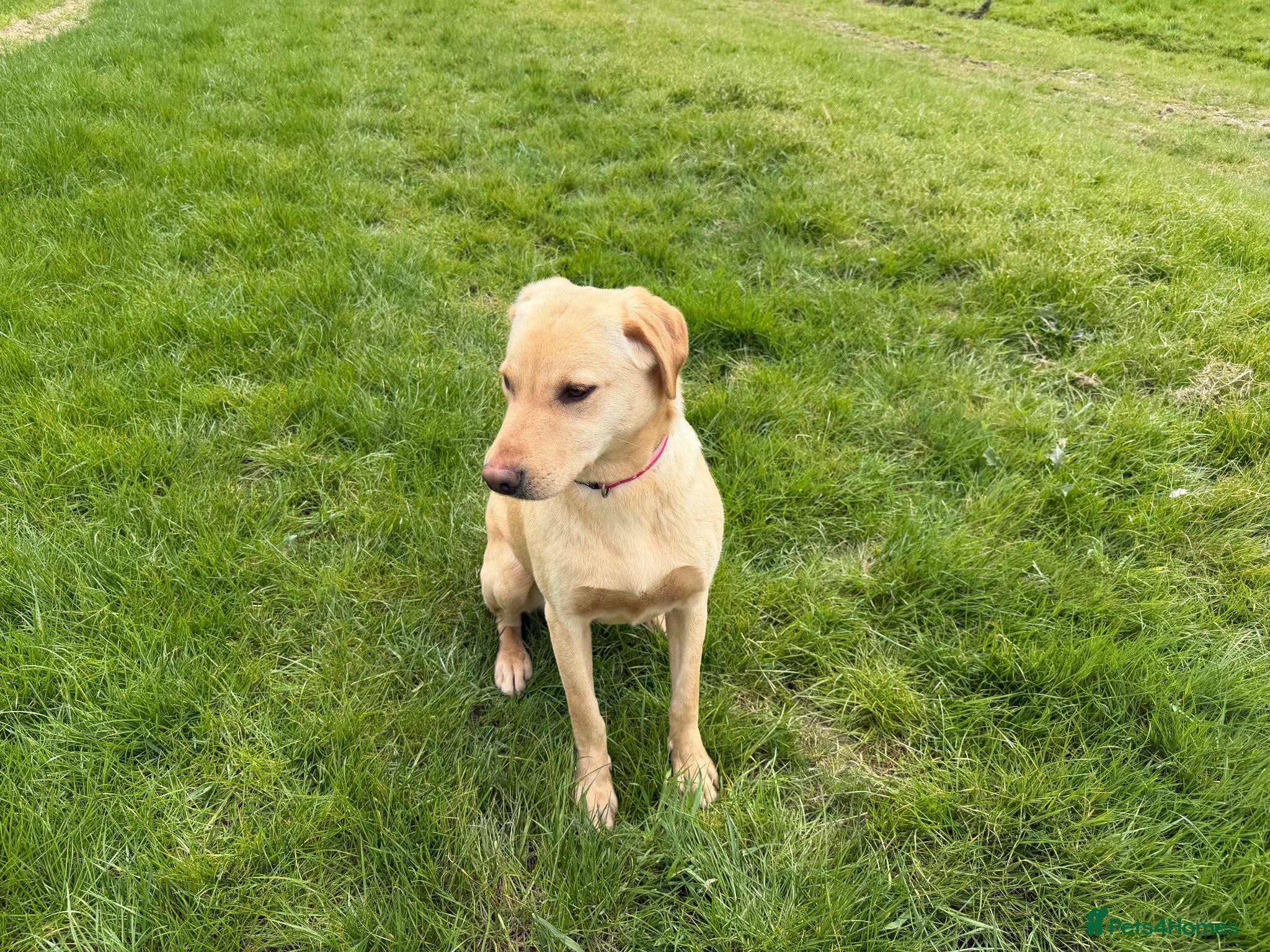 Labrador Retriever dogs for sale: Labrador girl looking for new home  - Advert 7