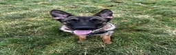 Belgian Shepherd Dog dogs for sale: Belgian Malinois for rehoming - Advert 5
