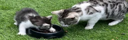 Bengal cats for sale: Silver Bengal mother & two male kittens for sale in Birmingham - Advert 13