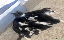 Mixed Breed cats for sale: BEAUTIFUL BLACK AND WHITE KITTENS 🐱  - Image 13