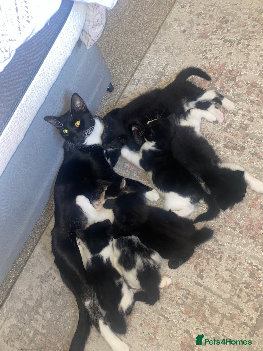 Mixed Breed cats for sale: BEAUTIFUL BLACK AND WHITE KITTENS 🐱  - Image 13
