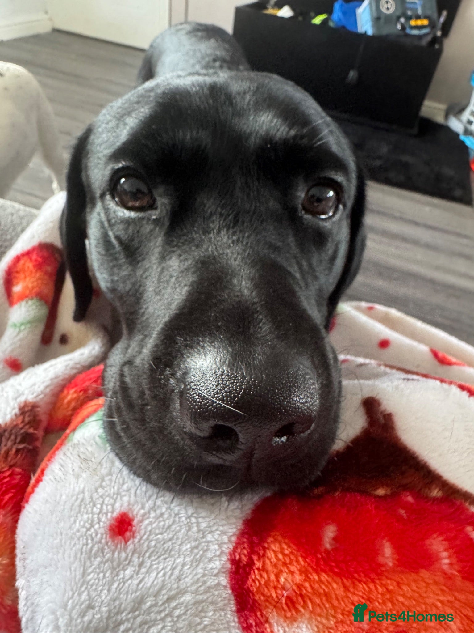 Labrador Retriever dogs Black lab  - Advert 1