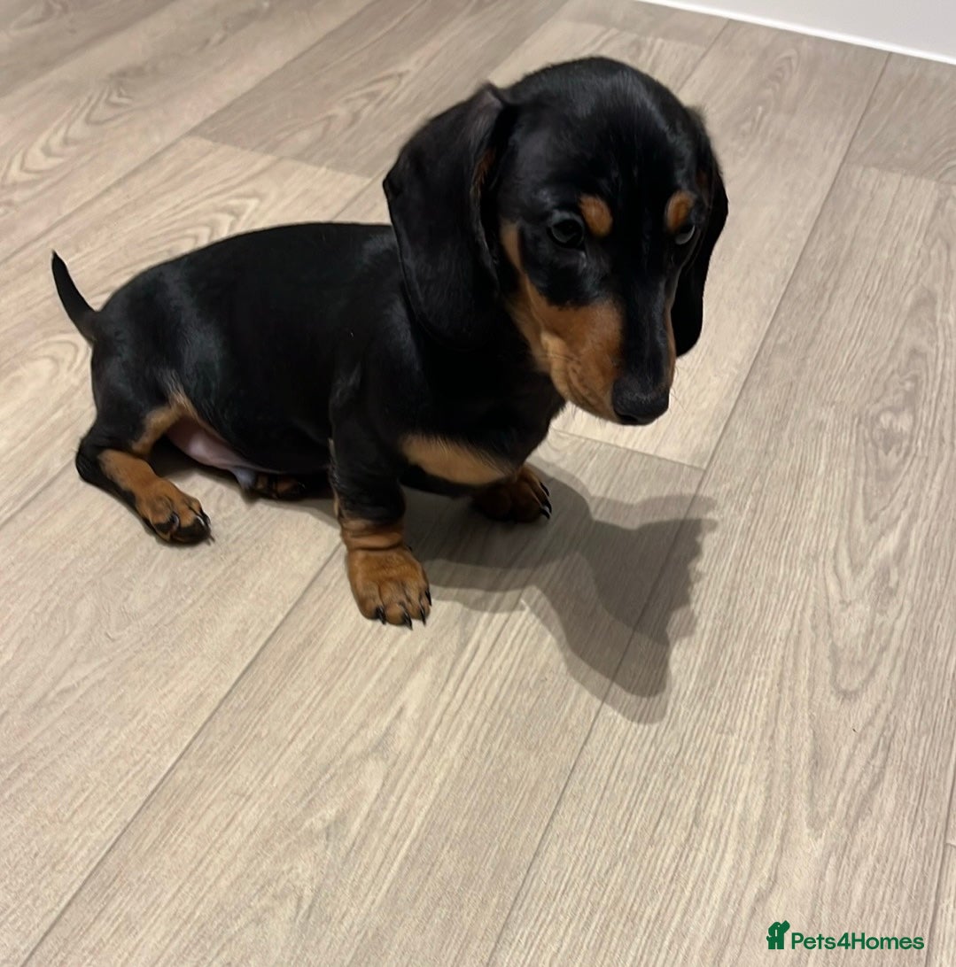 Miniature Dachshund dogs READY TO WALK KC Pedigree Miniature dachshunds - Advert 3