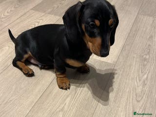 Miniature Dachshund dogs READY TO WALK KC Pedigree Miniature dachshunds - Advert 10