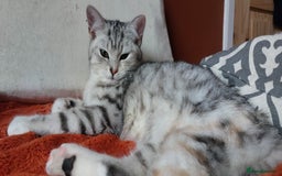 British Shorthair cats for stud: Pretty BSH looking for STUD - Image 2