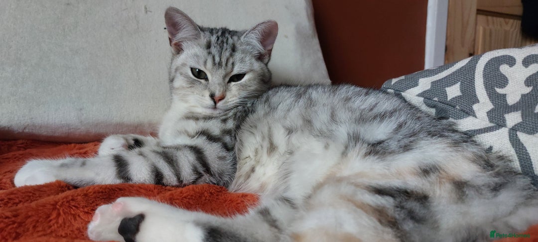 British Shorthair cats for stud: Pretty BSH looking for STUD - Image 2