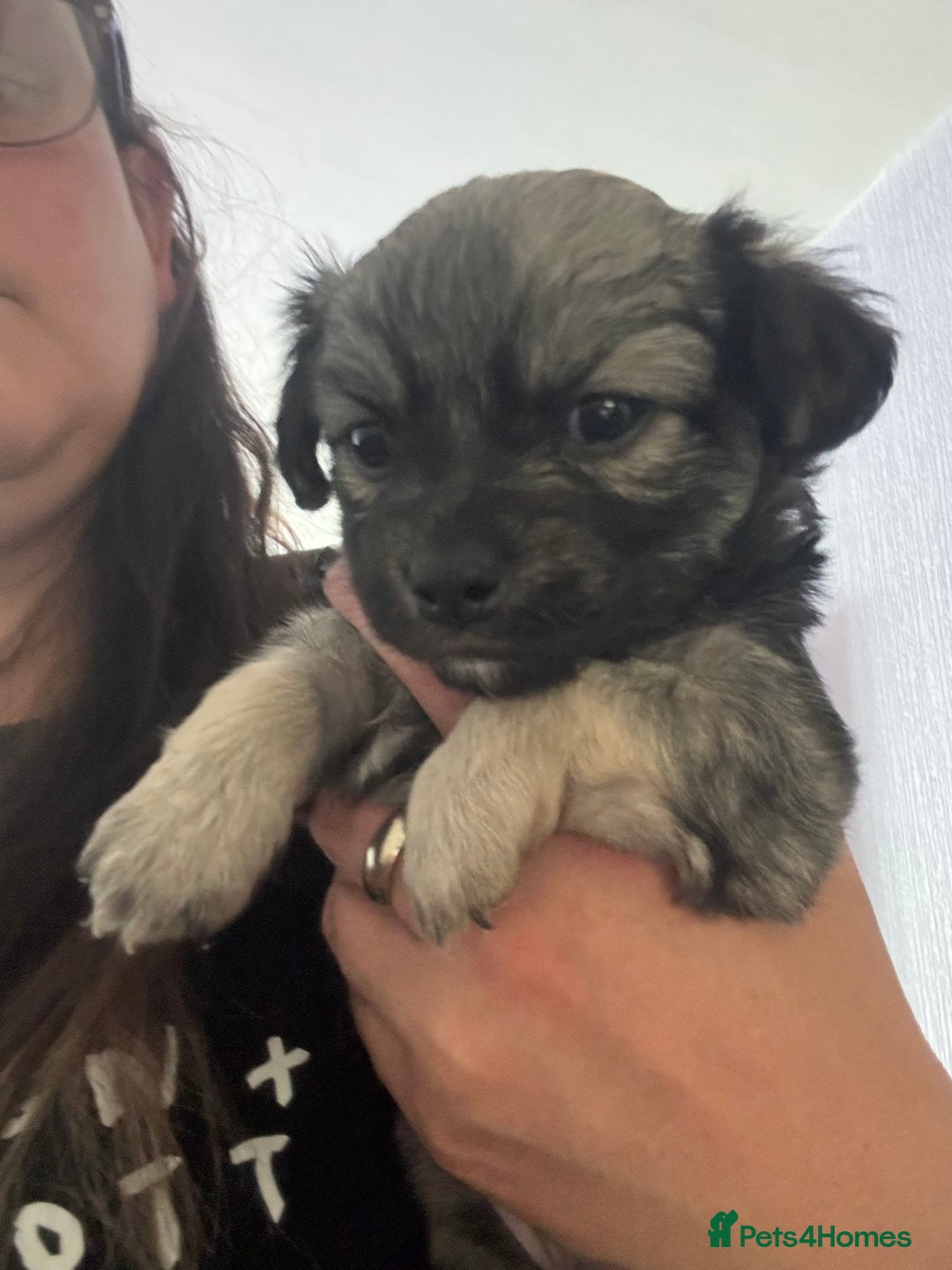 Chihuahua dogs for sale: Chihuahua puppies for sale - Image 24