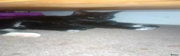 Mixed Breed cats for sale: Gorgeous Fluffy Kittens - Advert 2