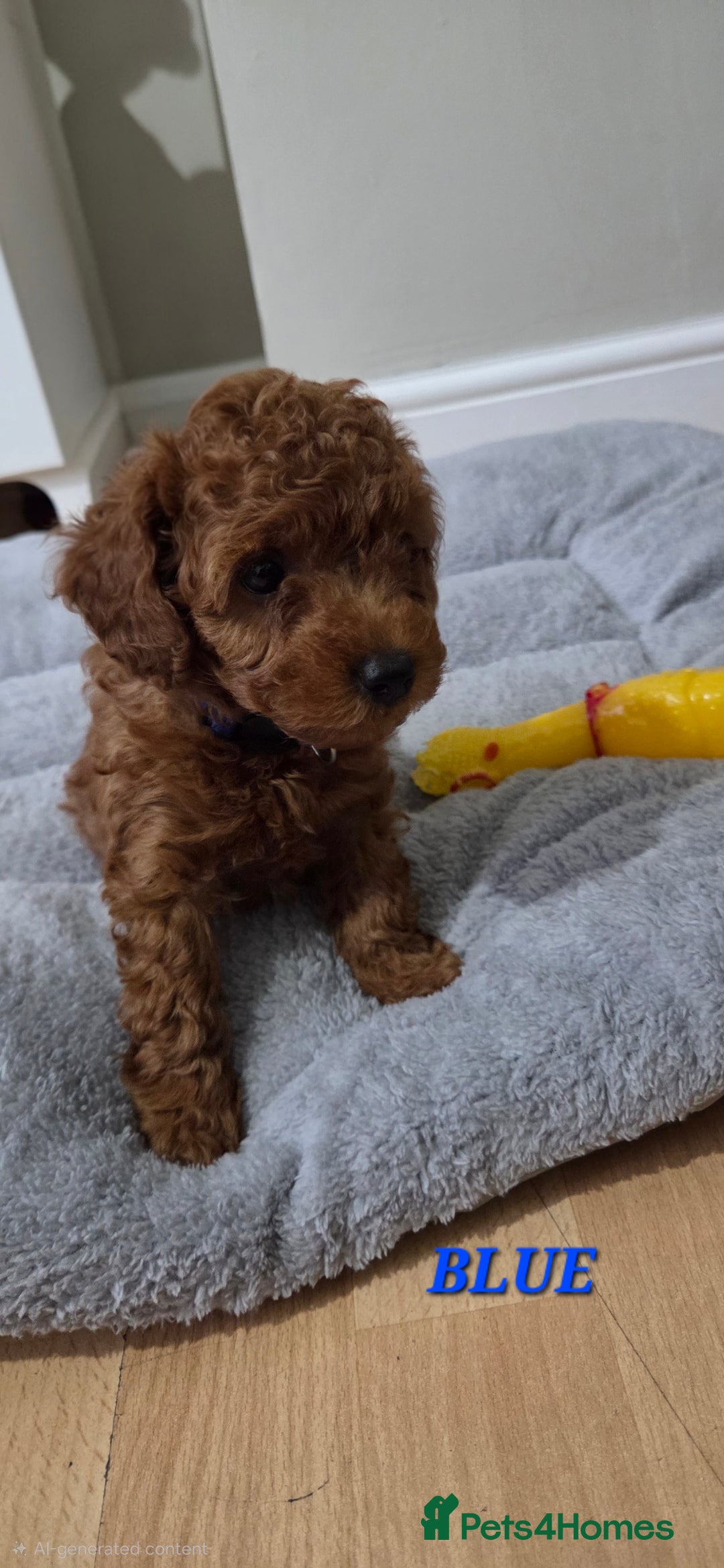 Mixed Breed dogs for sale: Toy / Aisan Poodle, Red Puppies - Advert 10