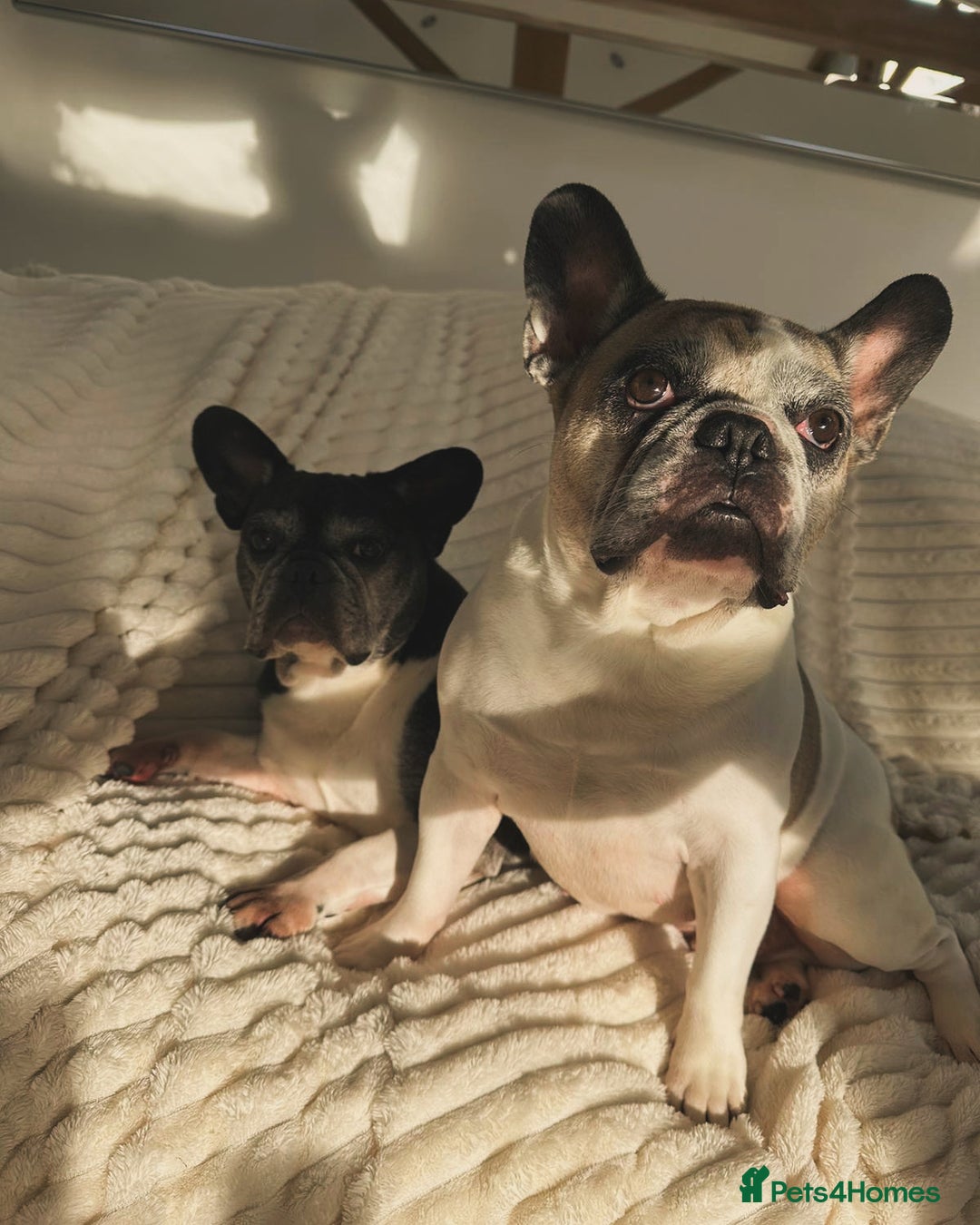 French Bulldog dogs for sale: Bonded mum &son French bulldogs must stay together - Advert 1