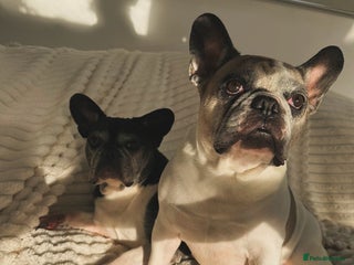 French Bulldog dogs Bonded mum &son French bulldogs must stay together - Advert 7