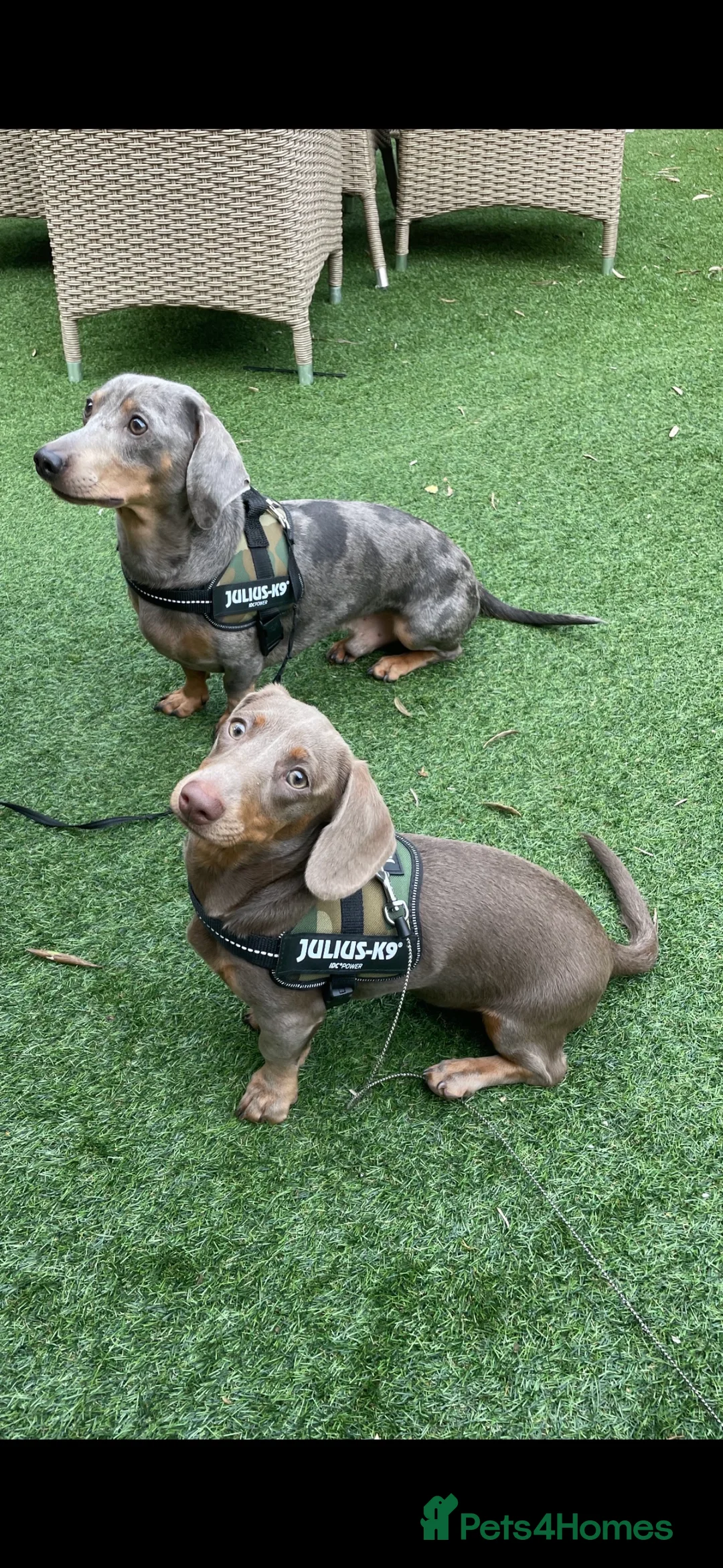 Dachshund dogs for sale: Blue and Tan Dachshunds  - Advert 7