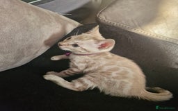 Bengal cats for sale: DorsetCats Artemis "Goddess Of The Hunt" - Rare Snow Genetic & Health Tested Bengal Kittens - Image 2