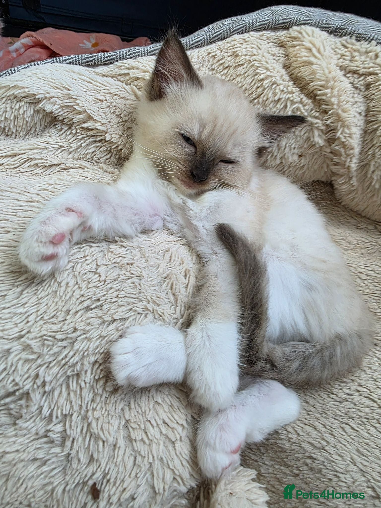 Ragdoll cats Pure Ragdolls kittens💎🐯😺 - Advert 2