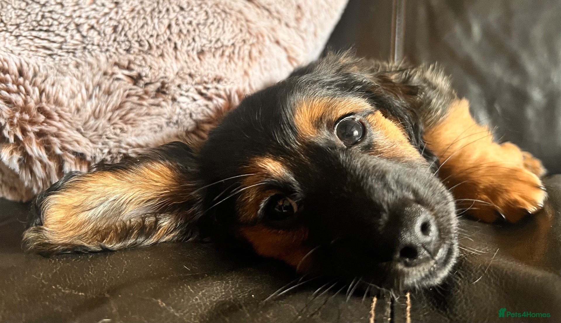 Mixed Breed dogs for sale: Miniature Daschund x 1/8th Border Terrier Puppies - Advert 1