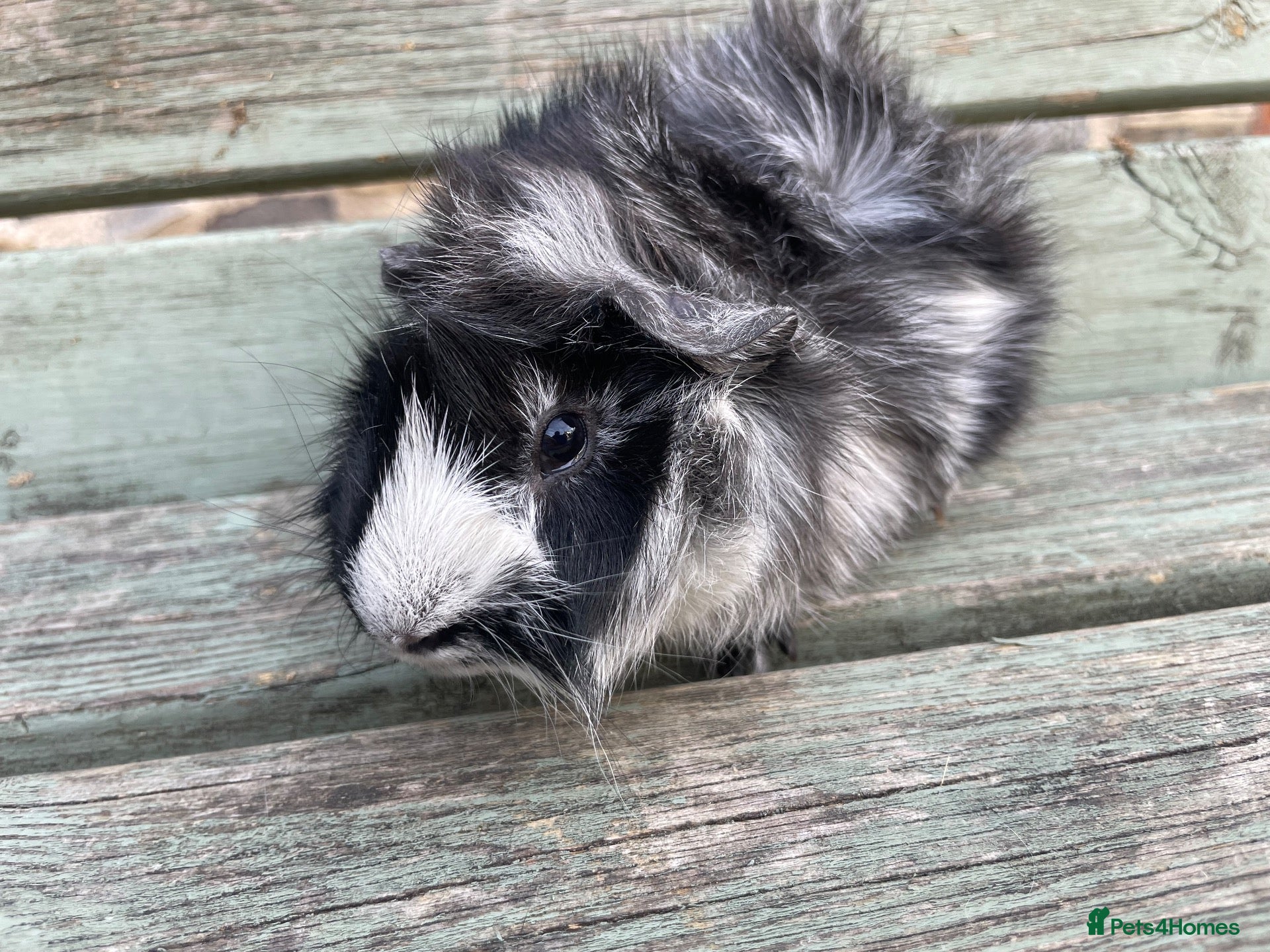Guinea Pig rodents Tufty baby boars for sale - Advert 1