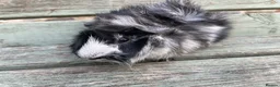 Guinea Pig rodents for sale: Tufty baby boars for sale - Advert 1