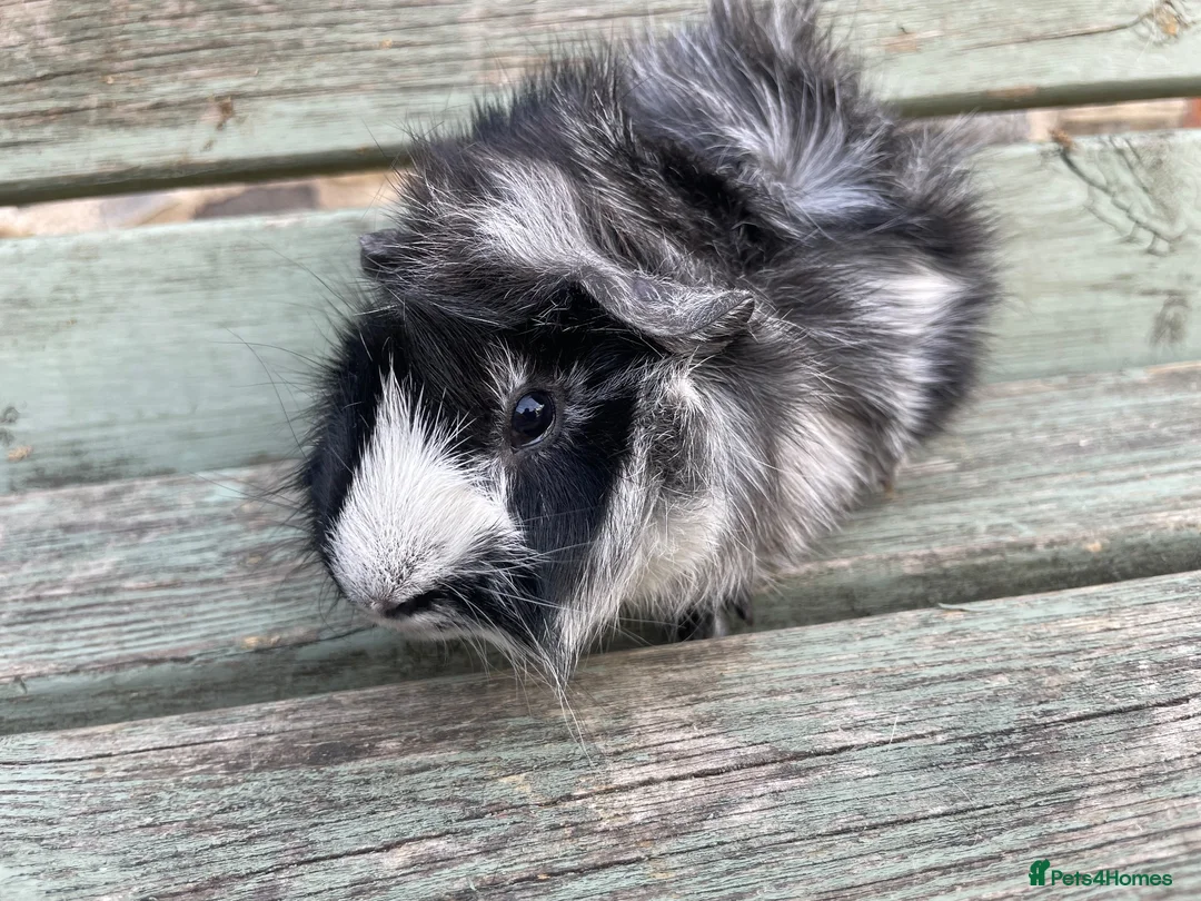 Guinea Pig rodents for sale: Tufty baby boars for sale - Advert 1