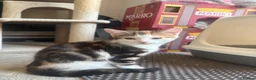 Mixed Breed cats for sale: 1 female mixed bengal kitten ready to go  - Advert 3