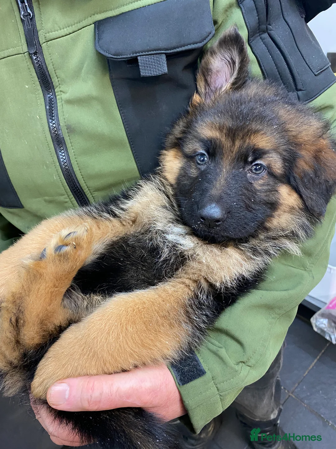 German Shepherd dogs for sale: Charming german shepherd puppy - Advert 2