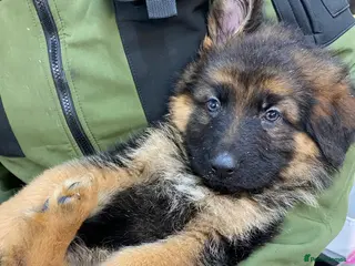 German Shepherd dogs Charming german shepherd puppy - Advert 1