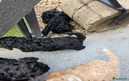 Cockapoo dogs for sale: Cockapoo boys  - Image 5