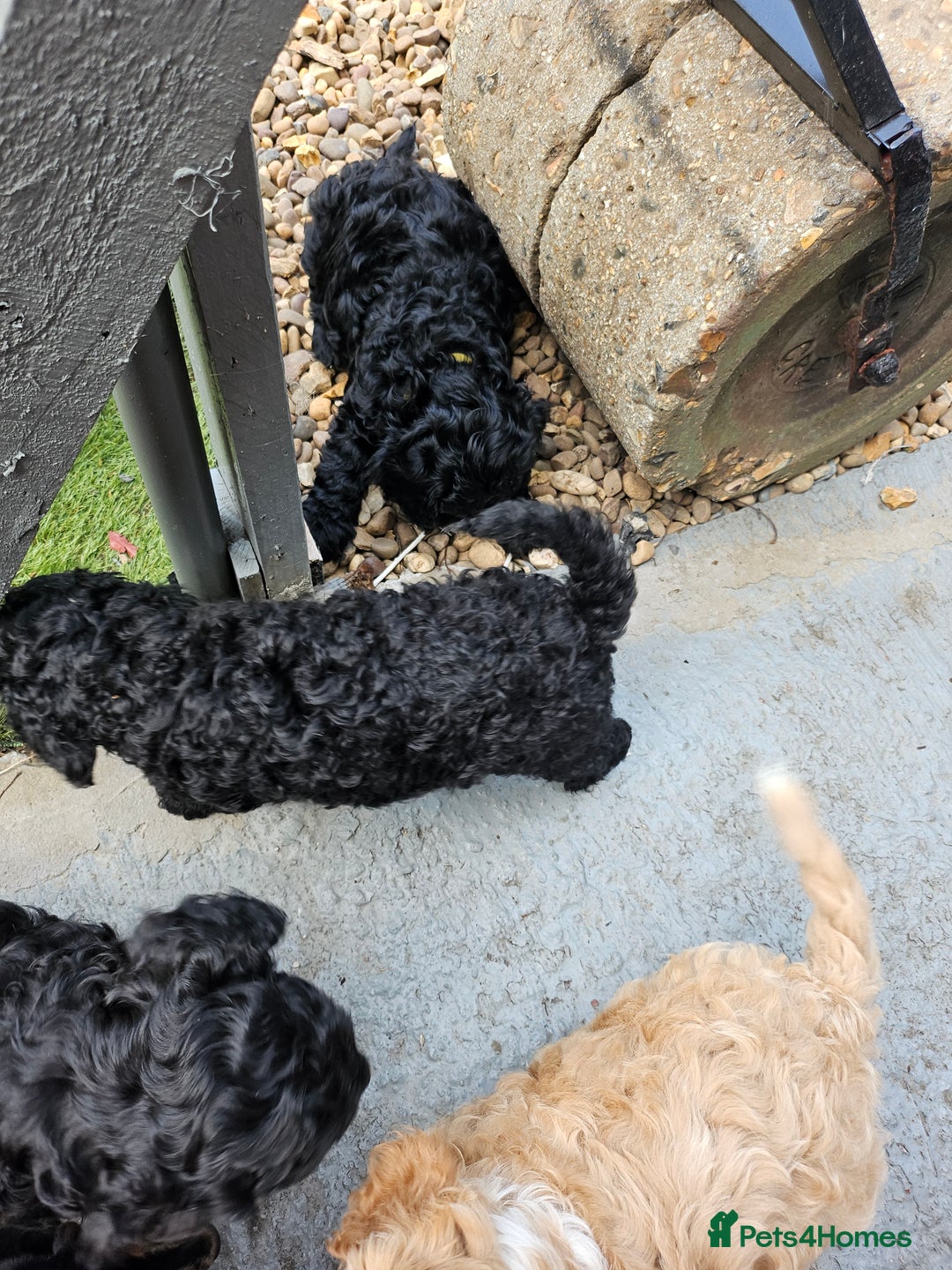 Cockapoo dogs for sale: Cockapoo boys  - Image 5