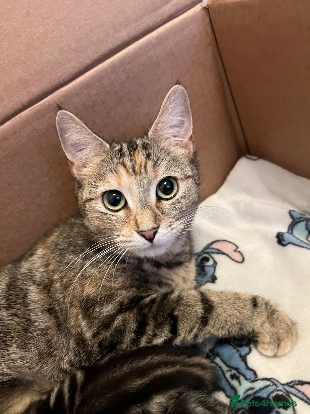 Mixed Breed cats for sale: Bengal/Russian blue kittens  - Advert 1