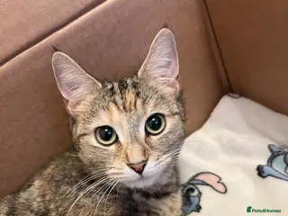 Mixed Breed cats Bengal/Russian blue kittens - Advert 1