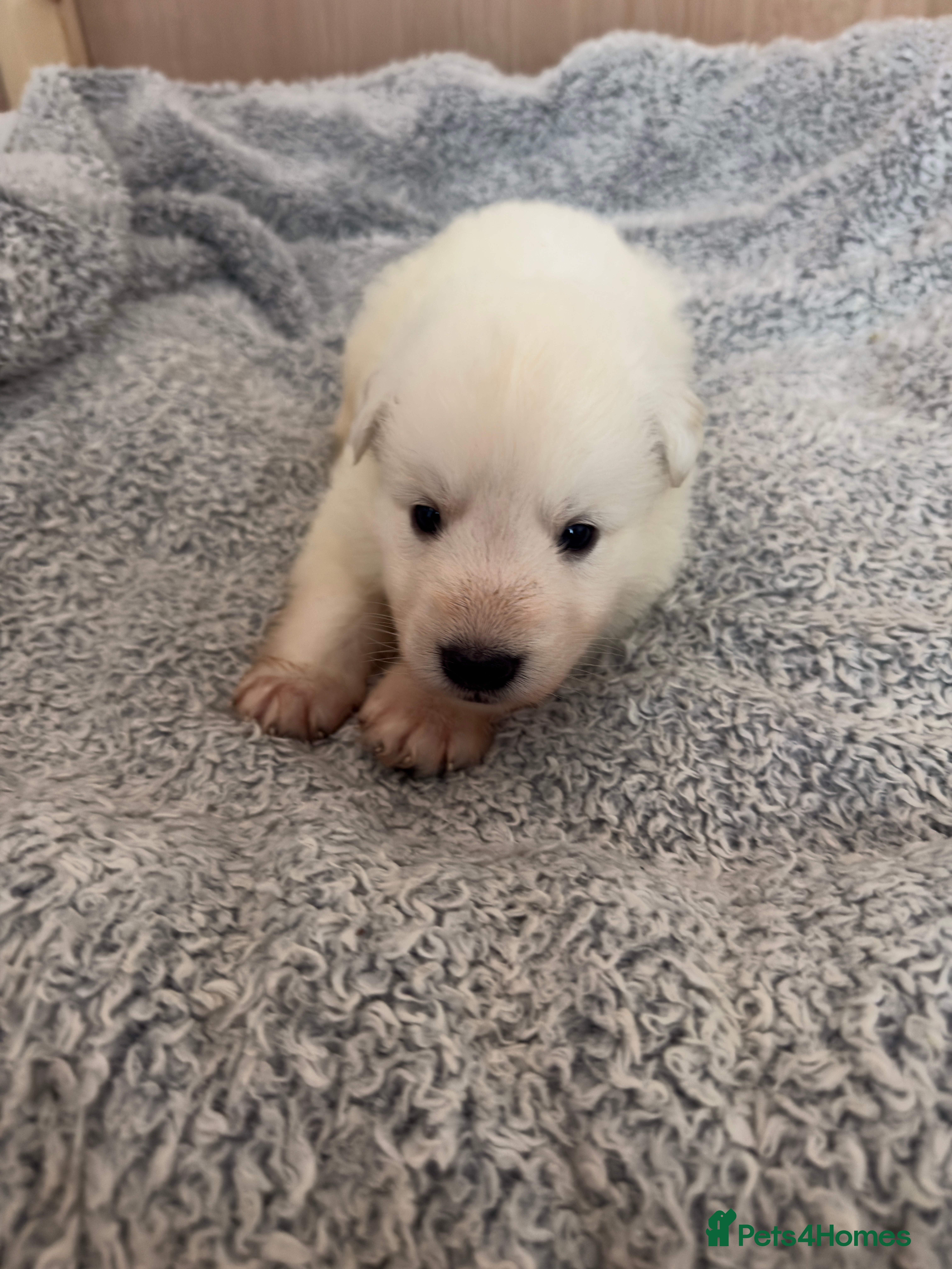 White Swiss Shepherd dogs Swiss white shepherds puppies  - Advert 2