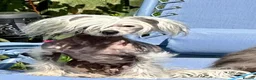 Chinese Crested dogs for sale: 5 yr old Female hairy hairless Chinese crested - Advert 1