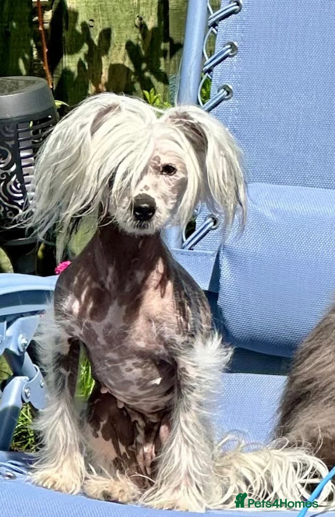 Chinese Crested dogs for sale: 5 yr old Female hairy hairless Chinese crested - Advert 1