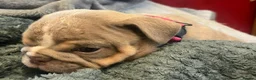 English Bulldog dogs for sale: Rare opportunity- grandpups of Burleybullz Nemesis - Advert 23
