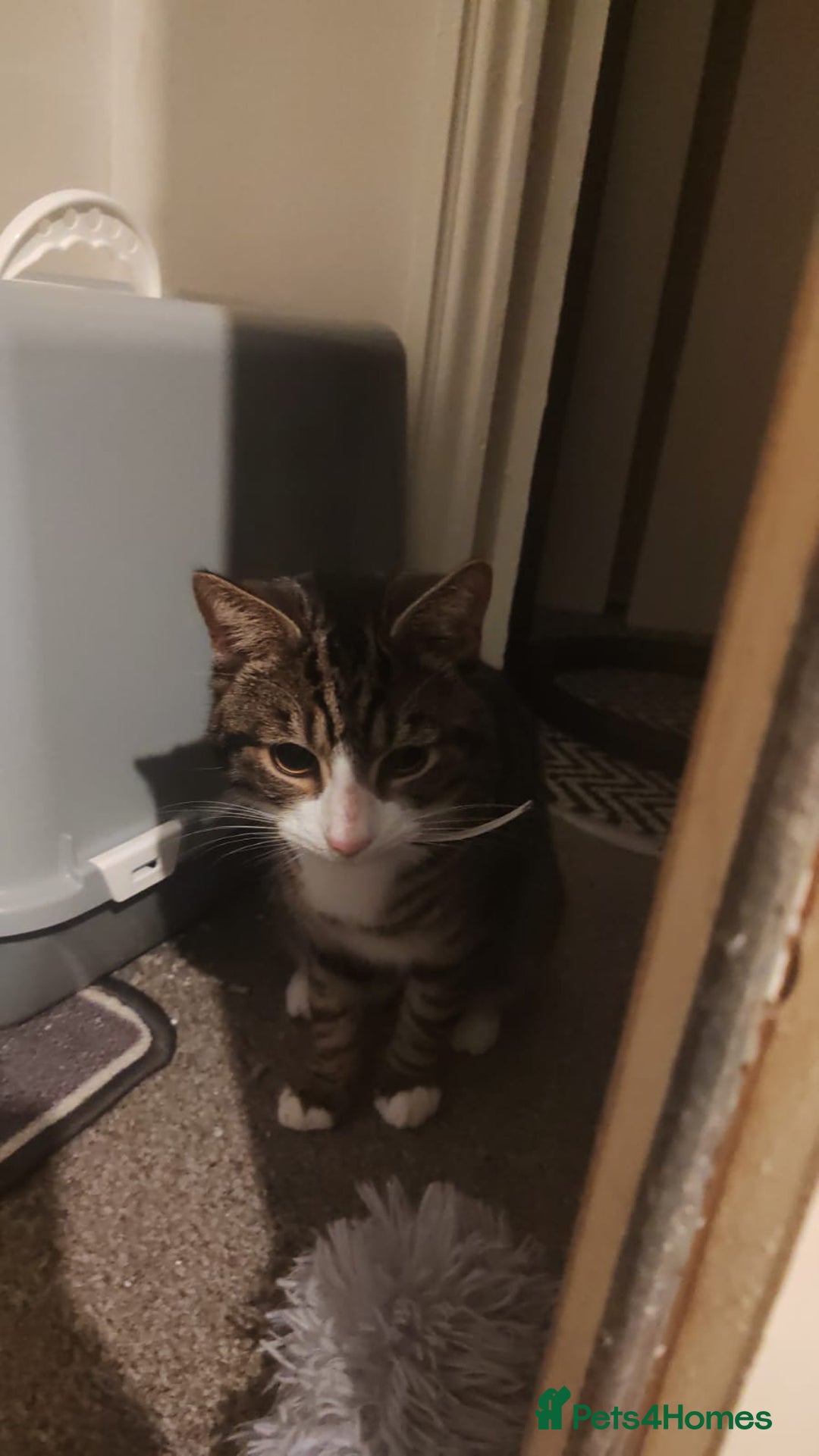 Mixed Breed cats for sale: Tabby cat in need of a new home  - Advert 4