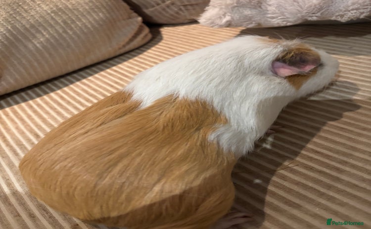 Guinea Pig rodents - Advert 3